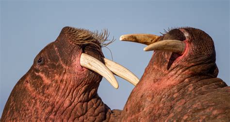 A 16-Day Greenland Nature Expedition - AFAR