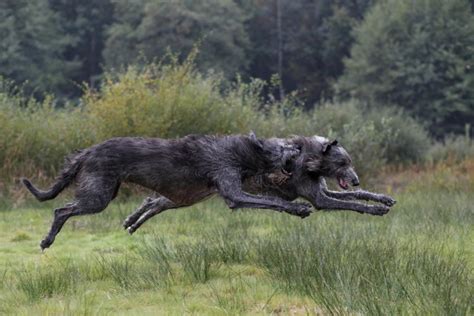 Can A Irish Wolfhound Kill A Wolf