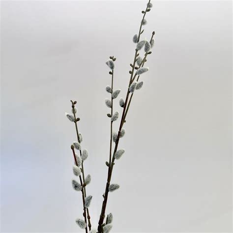 Pussy Willows Etsy