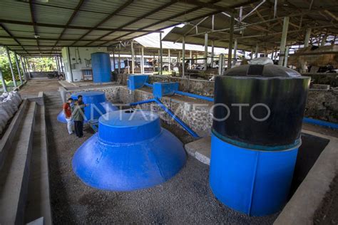 Pemanfaatan Limbah Kotoran Sapi Jadi Energi Biogas ANTARA Foto