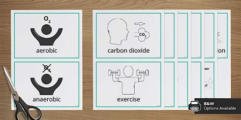 Respiration Posters SEND EAL Junior Cert Teacher Made