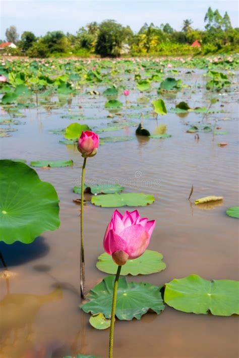 Lotus Flower Field On Water In Asia Stock Image Image Of Swamp Pink