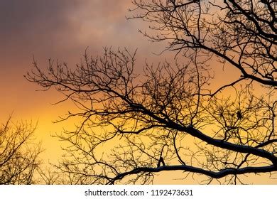 Naked Tree Silhouette Against Burning Sunset Stock Photo Shutterstock