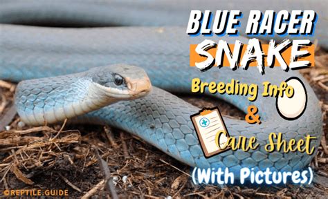 Blue Racer Snake Breeding Info & Care Sheet (With Pictures)