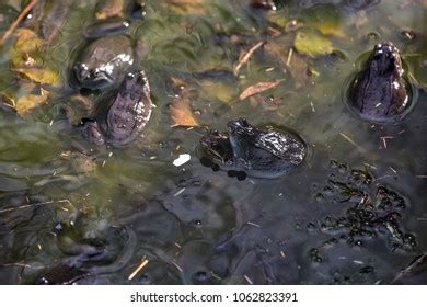 Frogs Having Sex Royalty Free Images Stock Photos Pictures