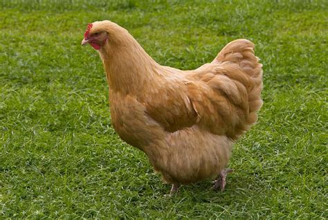 Top 7 Largest Chicken Breeds - Also Laying Largest Eggs