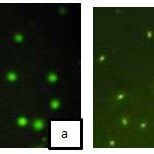 Different Levels Of DNA Damage In Epithelial Cells Lining Of The