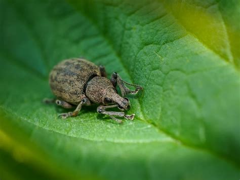 Долгоносик на клубнике: способы борьбы, препараты от вредителя, советы ...