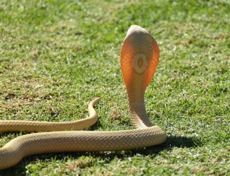 Albino Cobra | Foto | Hans en Lita’s reisblog