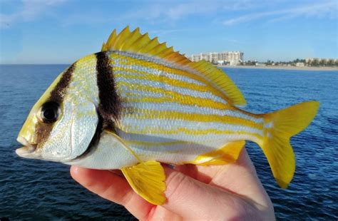 porkfish mexico fish birds crabs marine life shells