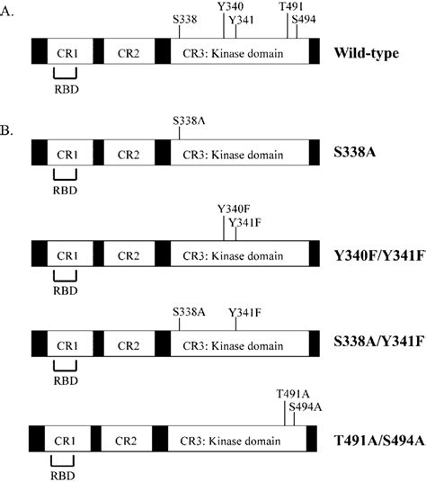 key mutation sites   raf    structure   raf