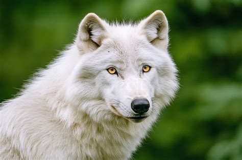 Captivating Close-up of an Arctic Wolf Showcasing Its Piercing Yellow ...