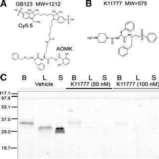 GB123 interacts with purified cathepsins. A: GB123 with a Cy5.5 ...
