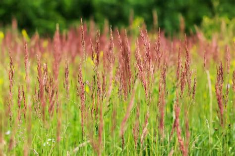 Red fescue: properties & Festuca rubra varieties - Plantura