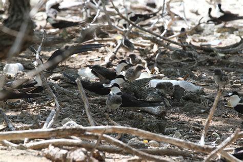 Press Release: Staggering Recovery of Plants and Seabirds on