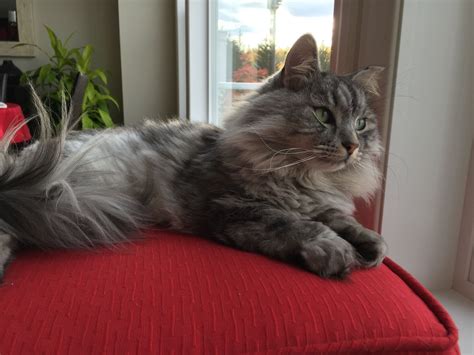 Silver Classic Tabby Siberian Jorrah Cattery Canada