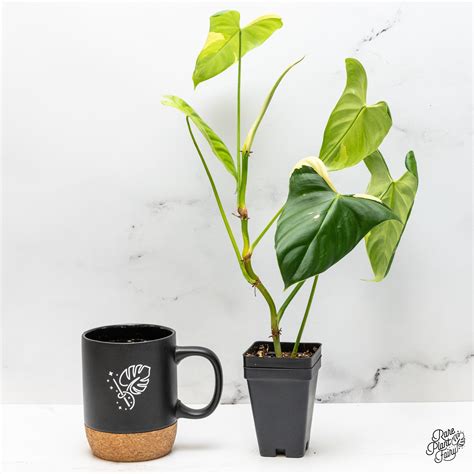 Philodendron Growth Patterns: Self-Heading vs Climbing vs Vining – Rare