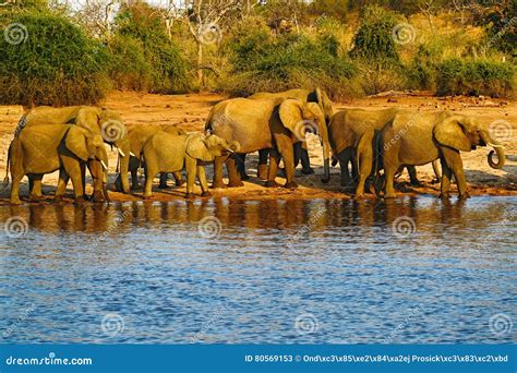 Een Kudde Van Afrikaanse Olifanten Die Bij Een Waterhole Drinken Die