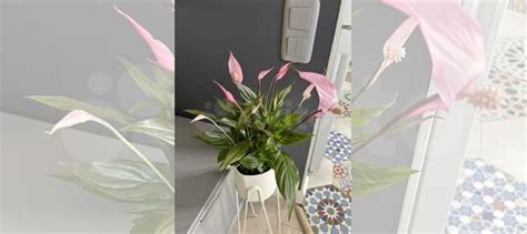 Спатифиллум беллини розовый купить в Москве | Товары для дома и дачи ...