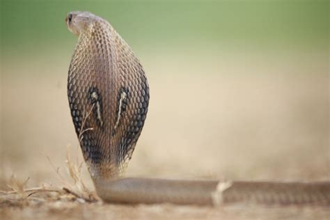 Indian Cobra | Animal Kingdom