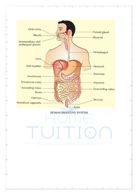 Important Questions For Class 11 Biology Chapter 16 Digestion And Absorption