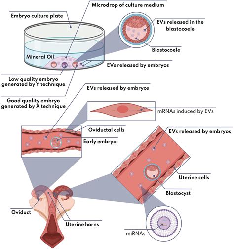 Extracellular Vesicles In Mammalian Reproduction A Review Zygote Cambridge Core