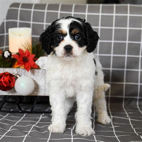 Nutmeg Cavapoo Puppy For Sale In Gap Pa Lancaster Puppies