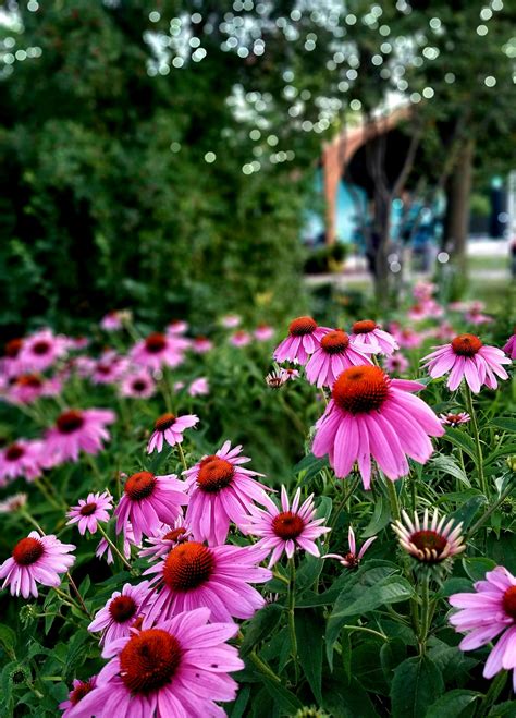 nature  flowers      nature  flowers