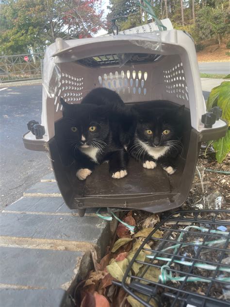 Everything you need to know about living in midwood right now 10