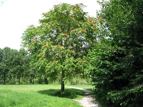 Китайский Ясень Дерево Фото – Telegraph