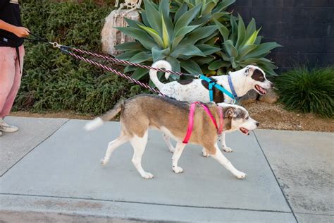 Dog Leashes Pet Walker Plus™