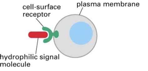 Pharmacology Drug Targets G Protein Coupled And Enzyme Linked