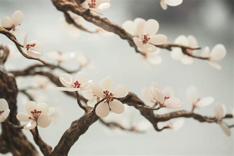 Oriental Way Ювелирные украшения
