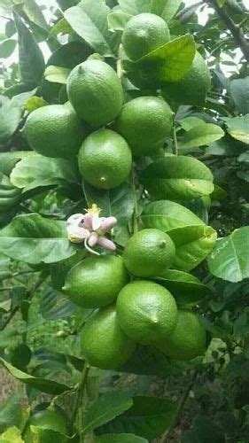 Full Sun Exposure Green Seedless Thai Lemon Plant For Fruits At Rs 40