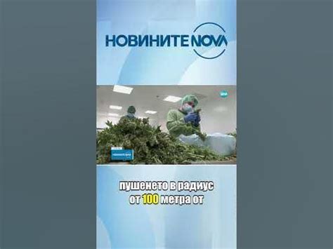 Германия легализира канабиса за развлекателни цели #novinitenanova ...