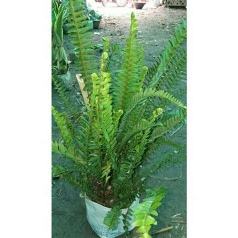 Golden Fern Plant At ₹ 30piece In Kolkata Id 20516749497