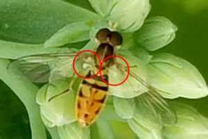 Insects That Look Like Bees Gardening In Michigan