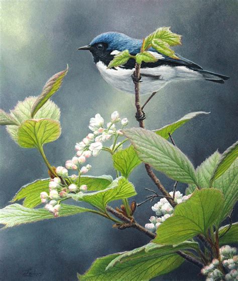 Black-throated Blue Warbler | Algonquin Art Centre - A Canadian Art ...