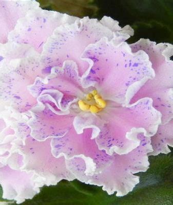 Фиалка Суламифь: описание сорта, ТОП секреты ухода с фото