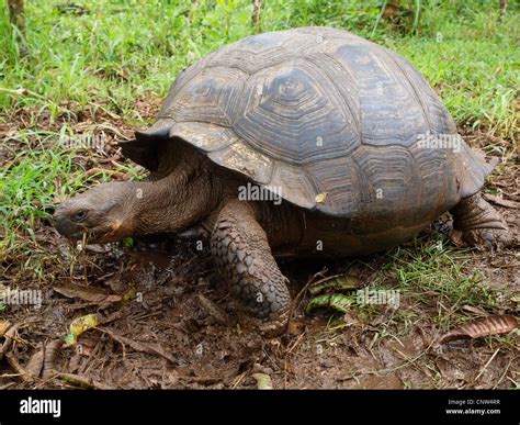 Galapagos Giant Tortoise Geochelone Elephantopus Geochelone Nigra