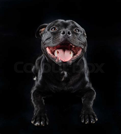 Staffordshire Bull Terrier Stock Image Colourbox