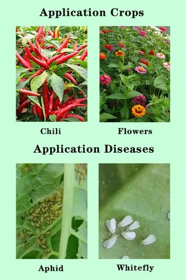 Insecticide Bifenthrin Thiamethoxam 22 Se For Whitefly Controlling