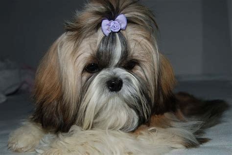 Imperial Shih Tzu: A Teacup Dog Breed That Doesn't Exist?