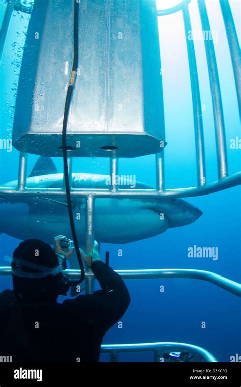 Diver Taking A Photo Of A Male Great White Shark Guadalupe Island