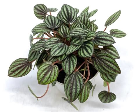 Peperomia Piccolo Banda Care - The Pet-friendly And Easy To Care For Plant