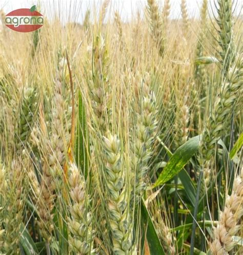 Pšenica ozimná Altigo osivo C1 50kg vrecia, morená, osinatá - Agrona