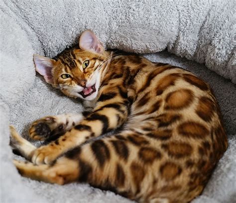 How Much Are Bengal Cats In Australia Nreqhi