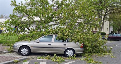 Baum kracht auf Auto | Sossenheimer Wochenblatt