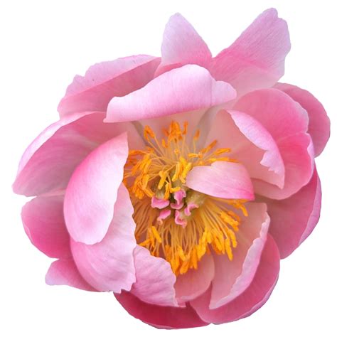 Chinese peony flower 21506096 PNG
