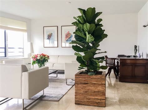 Напольные цветы в интерьере гостиной (106 фото) - фото - картинки и ...